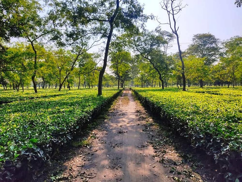 After PM Modi’s Manohari Visit, A Look At Assam’s Most Iconic Tea Estates