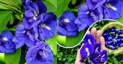 बालकनीमध्ये अपराजिता लावा: निळ्या फुलांनी बहरेल रेलिंग, जाणून घ्या सोपी पद्धत!