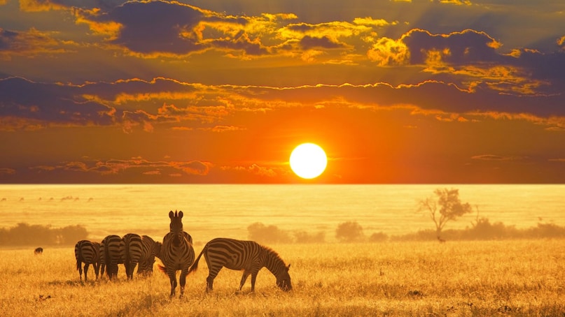 नामीबिया: यदि आप अछूते परिदृश्य चाहते हैं, तो नामीबिया बुला रहा है। विशाल रेगिस्तान, कम पर्यटक और अविश्वसनीय वन्य जीवन इसे एक सफारी का सपना बनाते हैं। एटोशा नेशनल पार्क से लेकर डार्क-स्काई रिजर्व तक, आप बिना भीड़ के प्रकृति का अनुभव कर सकते हैं। साथ ही, मजबूत संरक्षण प्रयास यहां की यात्रा को और अधिक सार्थक बनाते हैं।