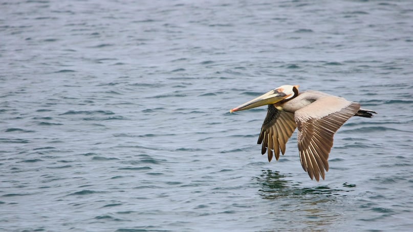 Pulicat: Swap city chaos for serene lagoons and flamingo sightings. A perfect slow travel experience for nature lovers. (Travel Time: ~2–3 hours) Pulicat: Swap city chaos for serene lagoons and flamingo sightings. A perfect slow travel experience for nature lovers. (Travel Time: ~2–3 hours)
