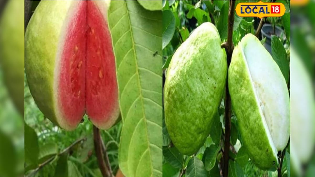 ताइवान पिंक और VNR किस्म के अमरूद की करें खेती, कम लागत में होगा लाखों का मुनाफा, जानें खासियत