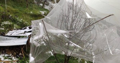 शिमला के कुमारसैन में गिरे ओले.