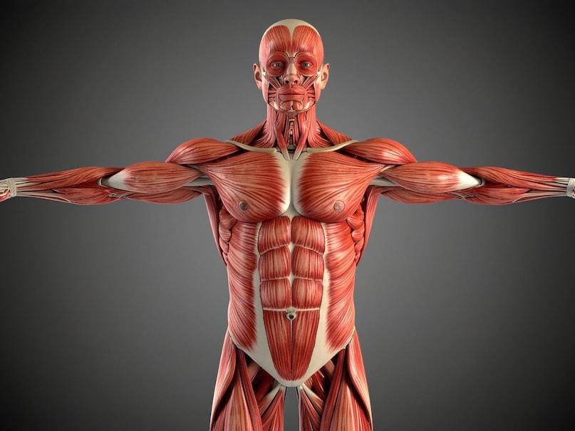 अगर आप मसल्स बनाना चाहते हैं, तो इन फूड्स को नियमित डाइट में शामिल करें और साथ में स्ट्रेंथ ट्रेनिंग, पर्याप्त नींद और पानी का भी ध्यान रखें. सिर्फ खाना या सिर्फ एक्सरसाइज अकेले उतना असर नहीं दिखाते, जितना दोनों मिलकर करते हैं. सही रूटीन अपनाने से धीरे-धीरे शरीर मजबूत और फिट बन सकता है.