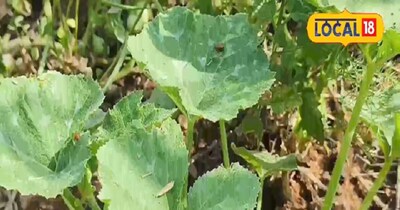 इस मौसम में फसल की निगरानी बहुत जरूरी है.