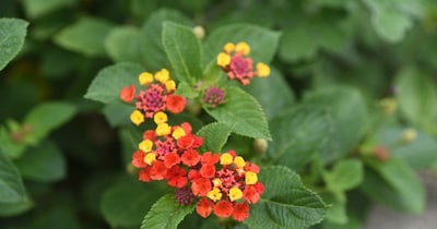 Transform Your Garden: 6 Magical Color-Changing Flowers for Home Beauty