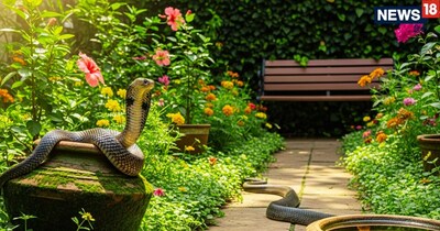 सांपों को घर से दूर भगाने के आसान उपाय: इन स्प्रे से हमेशा के लिए मिलेगी मुक्ति.