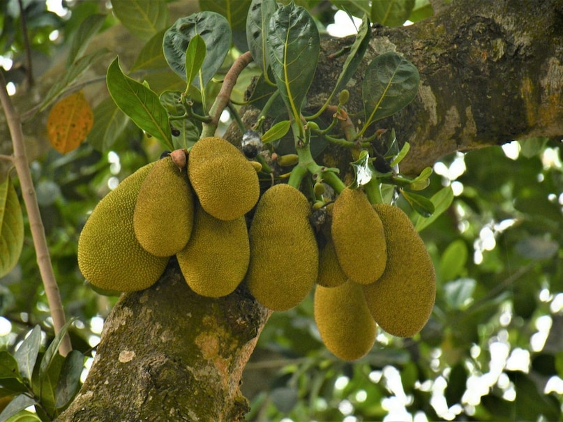 हालांकि हर फायदेमंद चीज हर किसी के लिए सही नहीं होती, और कटहल भी इसका अपवाद नहीं है. कुछ लोगों को इसे खाने के बाद अपच, गैस या पेट फूलने जैसी दिक्कतें हो सकती हैं. जिन लोगों को पहले से ही पाचन संबंधी समस्याएं रहती हैं, उन्हें कटहल का सेवन सीमित मात्रा में करना चाहिए या डॉक्टर की सलाह के बाद ही खाना चाहिए. ज्यादा मात्रा में खाने से यह समस्या और बढ़ सकती है. हालांकि हर फायदेमंद चीज हर किसी के लिए सही नहीं होती, और कटहल भी इसका अपवाद नहीं है. कुछ लोगों को इसे खाने के बाद अपच, गैस या पेट फूलने जैसी दिक्कतें हो सकती हैं. जिन लोगों को पहले से ही पाचन संबंधी समस्याएं रहती हैं, उन्हें कटहल का सेवन सीमित मात्रा में करना चाहिए या डॉक्टर की सलाह के बाद ही खाना चाहिए. ज्यादा मात्रा में खाने से यह समस्या और बढ़ सकती है.