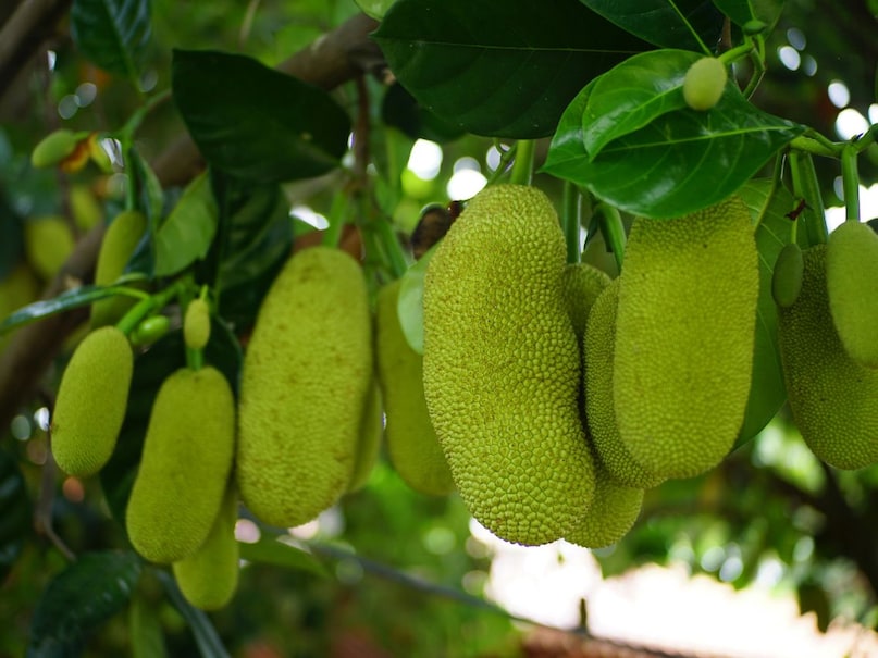 इसके अलावा जिन लोगों को खून के थक्के जमने से जुड़ी समस्या होती है, उन्हें भी कटहल खाने से बचना चाहिए. कुल मिलाकर कटहल स्वादिष्ट और पोषक फल है, लेकिन इसे अपनी सेहत के अनुसार ही खाना जरूरी है. इसके अलावा जिन लोगों को खून के थक्के जमने से जुड़ी समस्या होती है, उन्हें भी कटहल खाने से बचना चाहिए. कुल मिलाकर कटहल स्वादिष्ट और पोषक फल है, लेकिन इसे अपनी सेहत के अनुसार ही खाना जरूरी है.