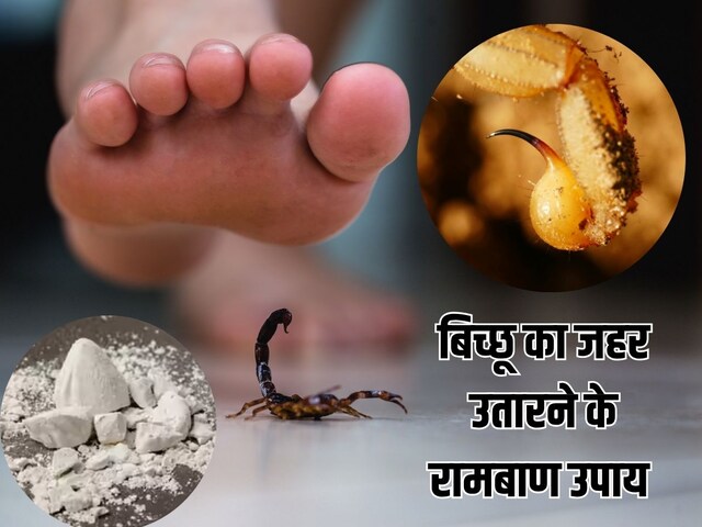 बिच्छू काटने पर तुरंत क्या करना चाहिए? करें ये 5 रामबाण उपाय, तुरंत उतरेगा जहर