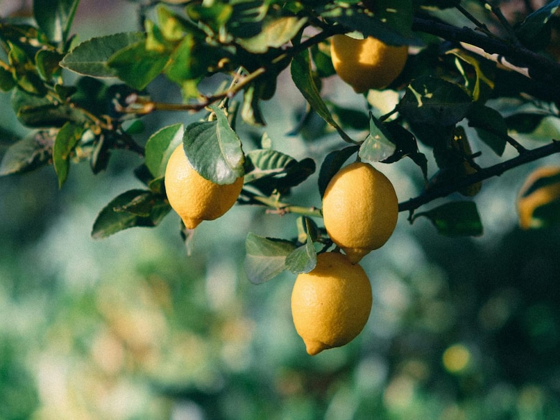 नींबू में मौजूद एंटीऑक्सीडेंट और विटामिन C त्वचा के लिए अच्छे माने जाते हैं. जब शरीर अंदर से हाइड्रेट और हेल्दी रहता है, तो त्वचा पर भी असर दिखता है. हालांकि इसे सीधे चेहरे पर लगाने से पहले सावधानी जरूरी है.