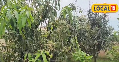 आम खेती टिप्स.