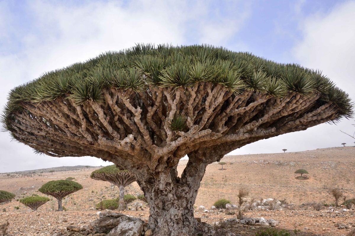 धरती पर मौजूद एलियंस की दुनिया? जहां कटने पर खून बहाते हैं अनोखे पेड़, रहस्यमयी नजारा देख हो जाएंगे अंचभित!