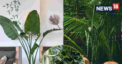  ये न केवल घर को हवादार और ताज़ा बनाते हैं, बल्कि इंटीरियर को एक 'लग्जरी' और ग्लैमरस लुक भी देते हैं.