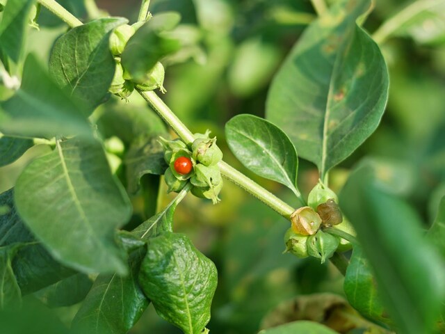 सरकार ने अश्वगंधा के पत्तों को किया बैन, आयुर्वेद में यूज किया जाता है या नहीं