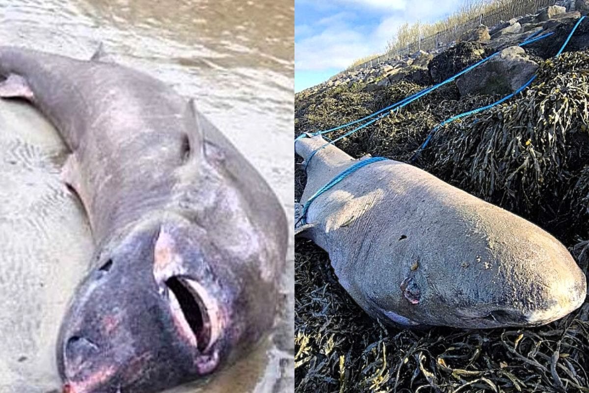 समंदर किनारे मिला रहस्यमय जीव, जो 500 साल रहता है जिंदा, 18 साल में पैदा करता है बच्चे, वैज्ञानिकों के उड़े होश!