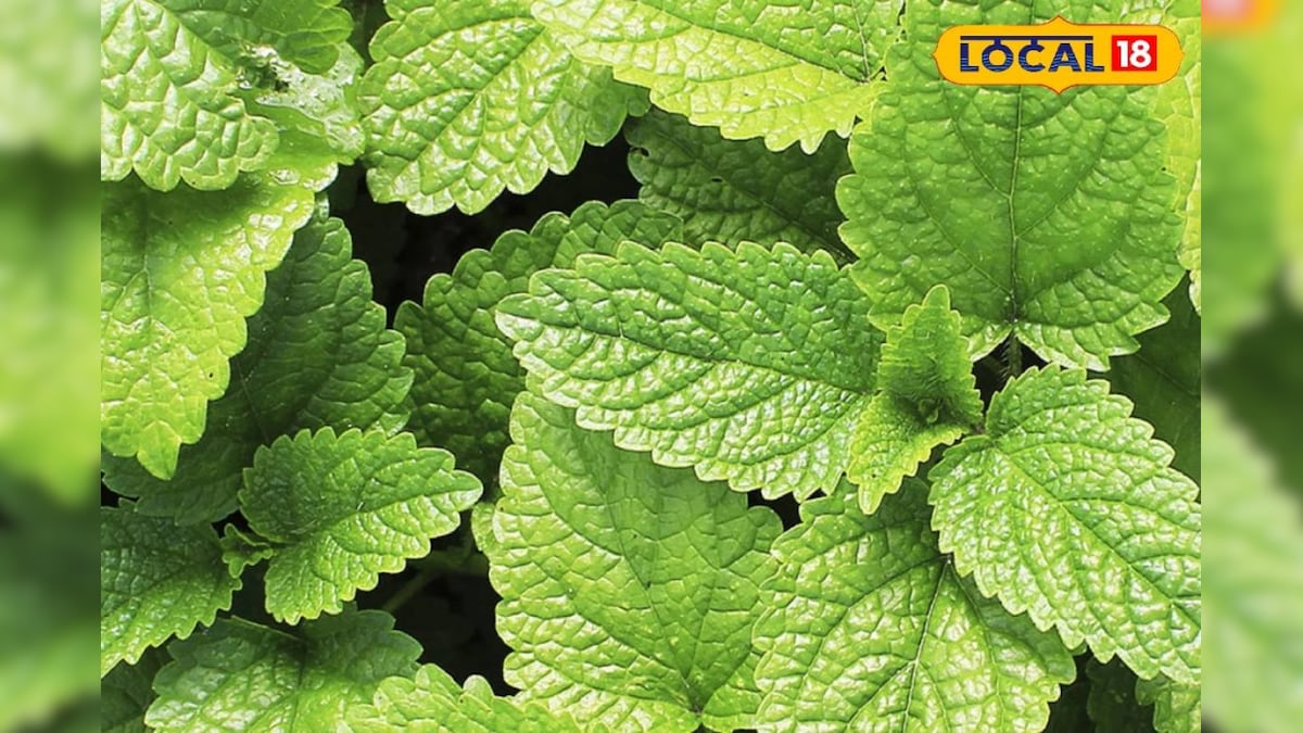 गर्मियों में पुदीना देगा फायदा, सही सिंचाई और देखभाल से होगी अच्छी कमाई – News18 हिंदी