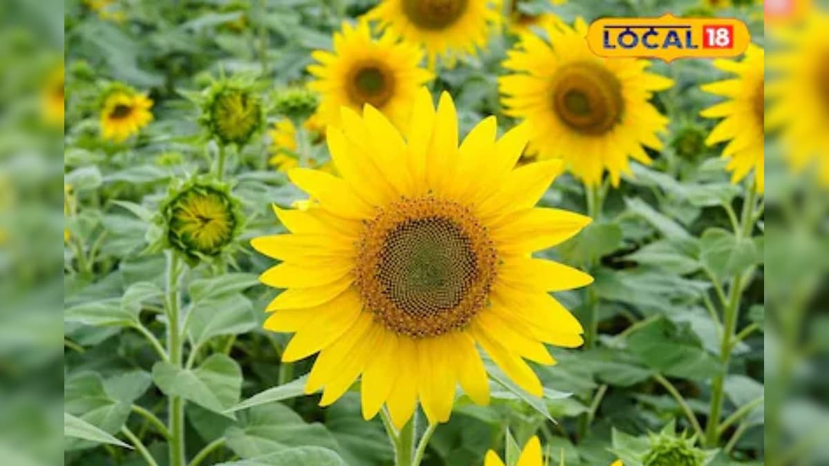 UP में तिलहन की बादशाह बनी सूरजमुखी, 90 दिन में तैयार, तीनों सीजन में खेती संभव – News18 हिंदी