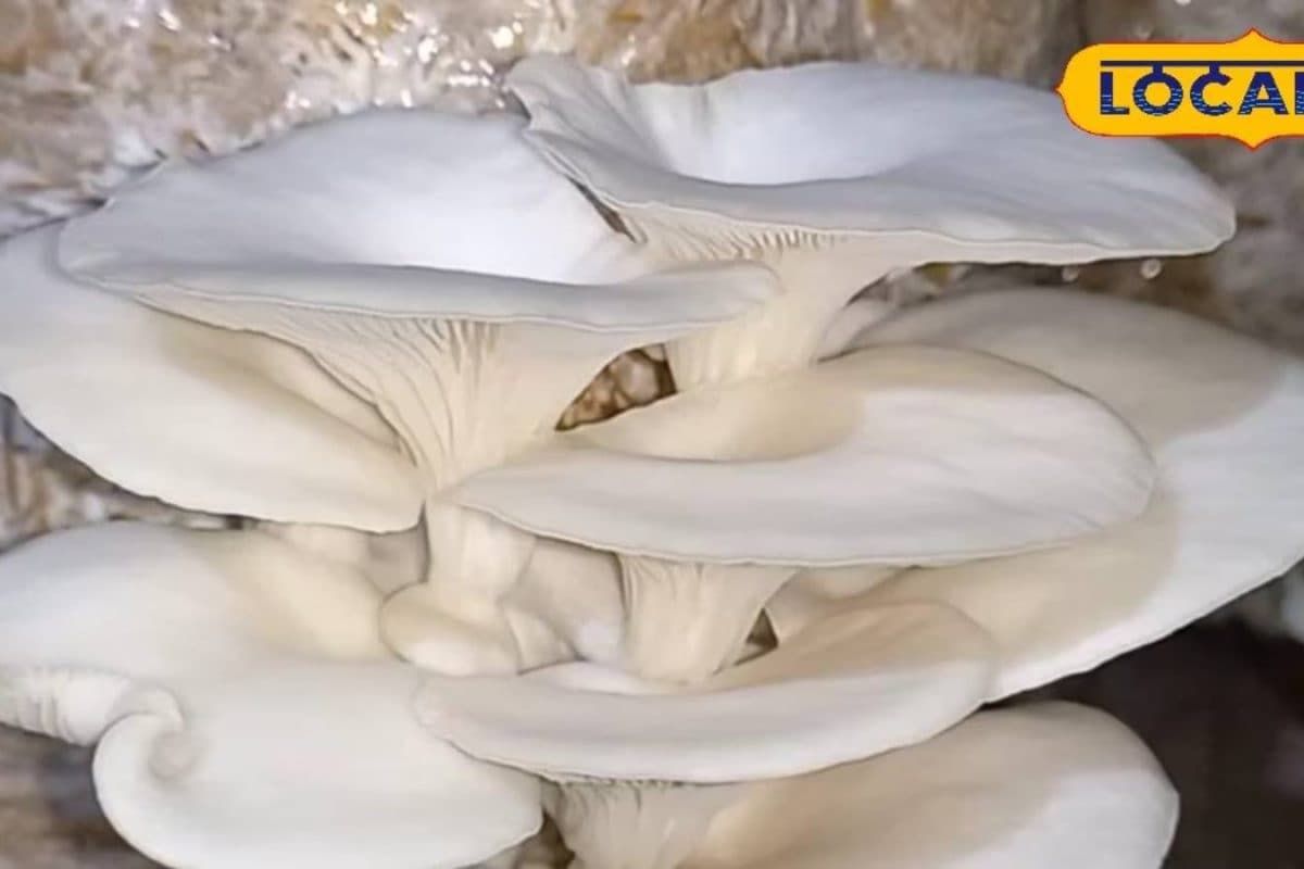 बढ़ती गर्मी में मशरूम की करें सुरक्षा, देसी जुगाड़ से मेंटेन रखें तापमान, उत्पादन होगा बेहतर