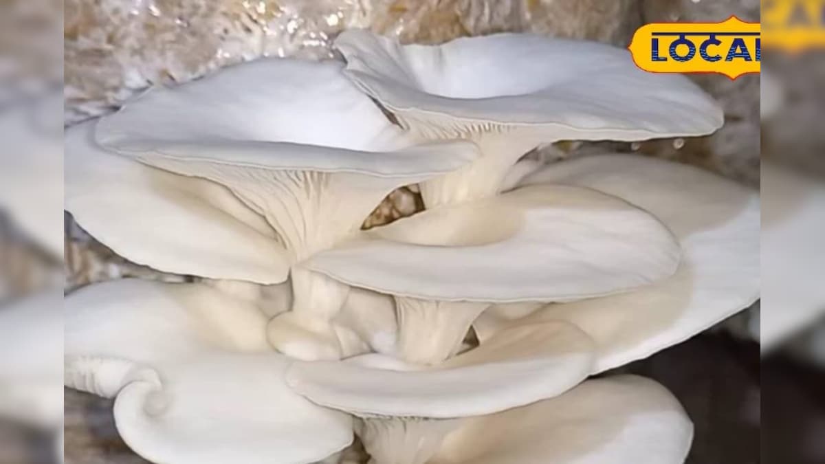 बढ़ती गर्मी में मशरूम की करें सुरक्षा, देसी जुगाड़ से मेंटेन रखें तापमान, उत्पादन होगा बेहतर