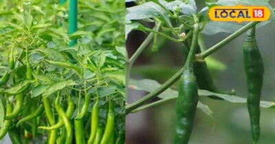 मान्या किस्म की हरी मिर्च की खेती