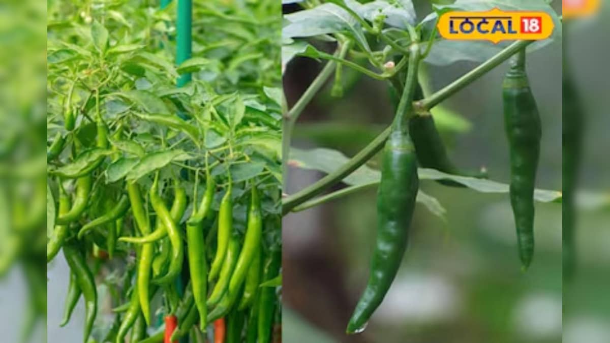 किसान ने इस उन्नत किस्म के मिर्च की खेती, 2 महीने में तुड़ाई शुरू, हो रहा तगड़ा मुनाफा