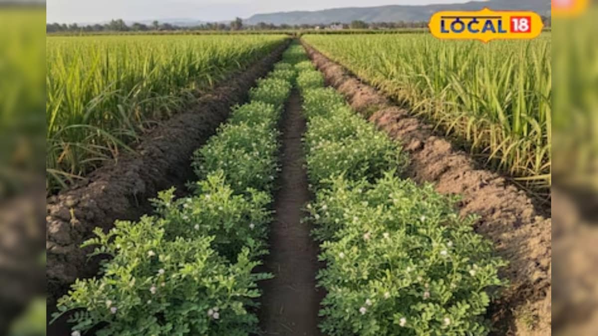 किसानों के लिए सोने पर सुहागा है यह तकनीक, गन्ने के साथ करें सह-फसली खेती, 80% बचेगा पैसा