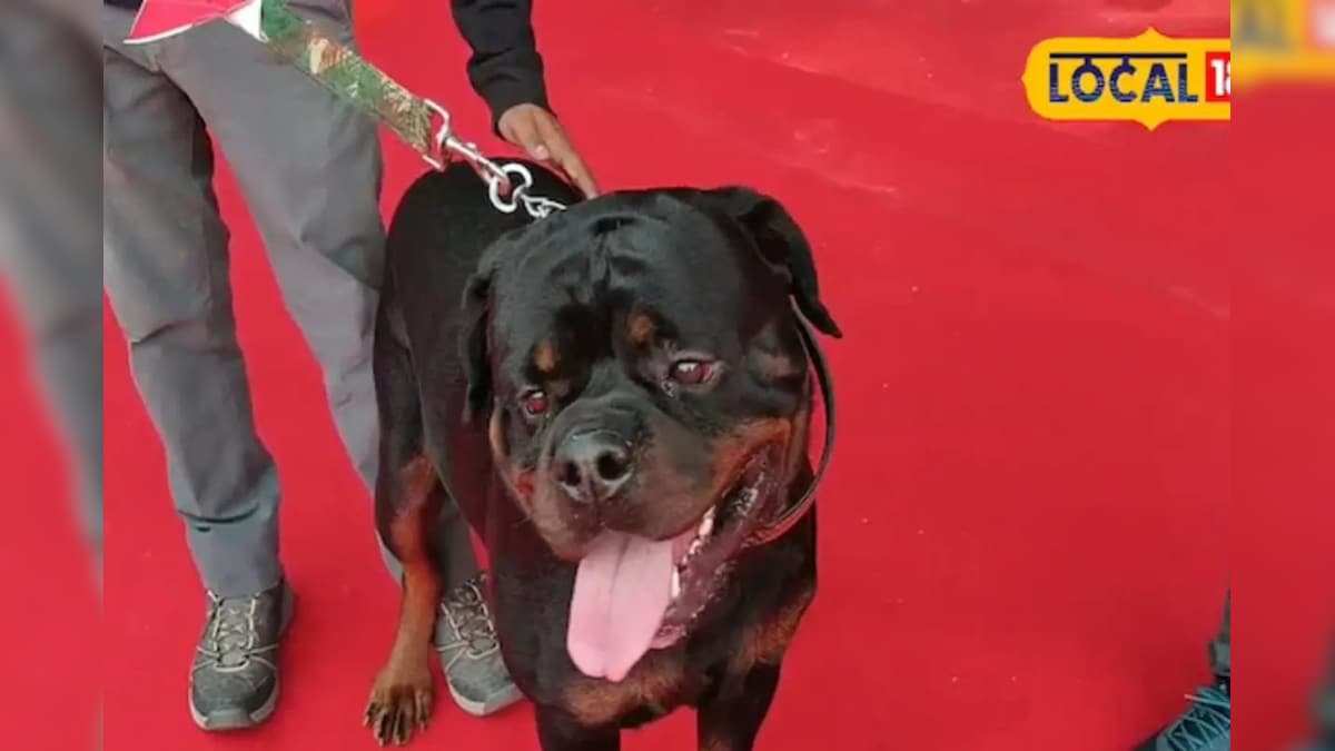 5 बॉडीगार्ड्स की छुट्टी कर देगा ये अकेला रोटवीलर! पालने से पहले जान लें ये खतरनाक सच – News18 हिंदी