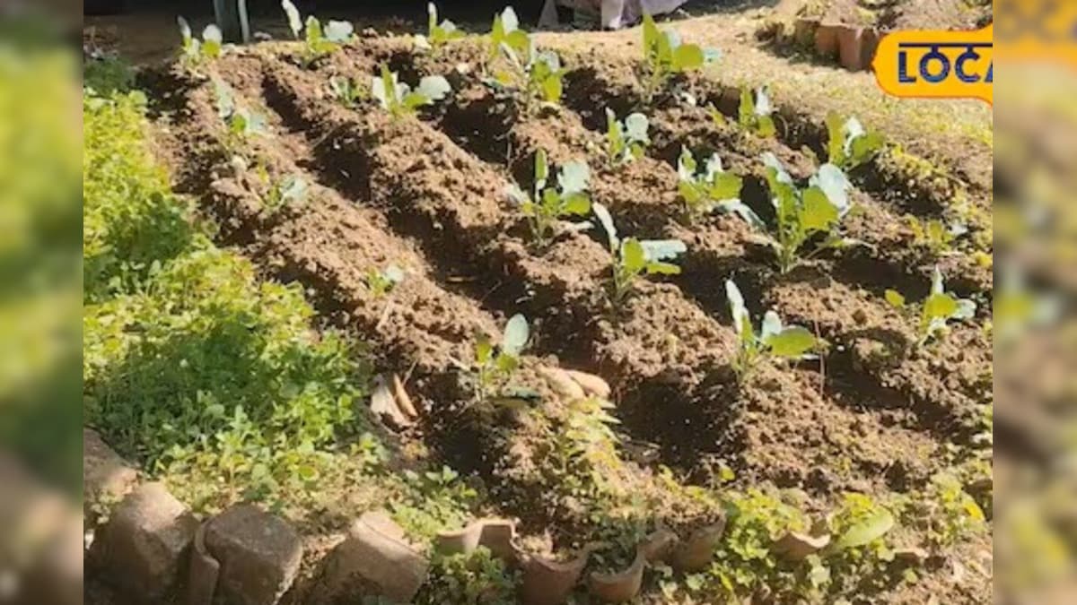 खेती का ‘मैथमेटिकल’ फॉर्मूला देख वैज्ञानिक भी हैरान, 15 डिसमिल में उगा दीं 12 सब्जियां, जानें मॉडल – News18 हिंदी