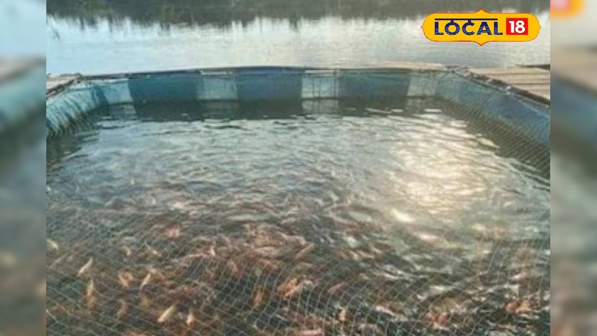 छोटे तालाब से शुरू करें मछली पालन का बिजनेस, सरकार अनुदान भी दे रही, गर्मी में रखें ये सावधानी