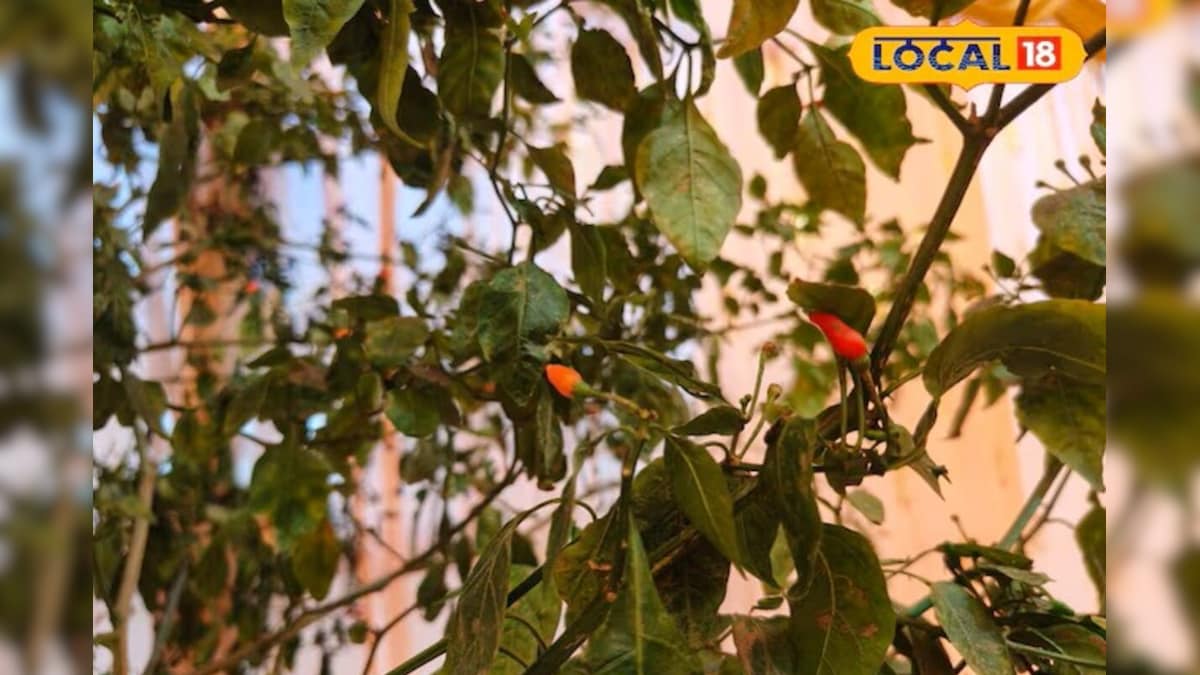 दाम ₹100 किलो, साइज नाखून से छोटा! जमशेदपुर की बेला रानी ने ‘धान मिर्च’ से बदली अपनी तकदीर – News18 हिंदी