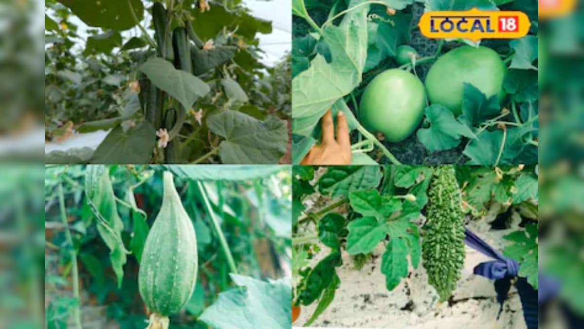 गर्मी में कद्दू वर्गीय सब्जियों की करें खेती, 60 दिन में होगी बंपर पैदावार, कमाएं अच्छा मुनाफा