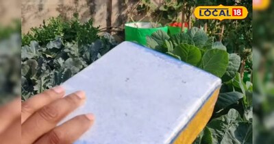 बिना रसायन छिड़के किसानों को कीटों से मिलेगी मुक्ति