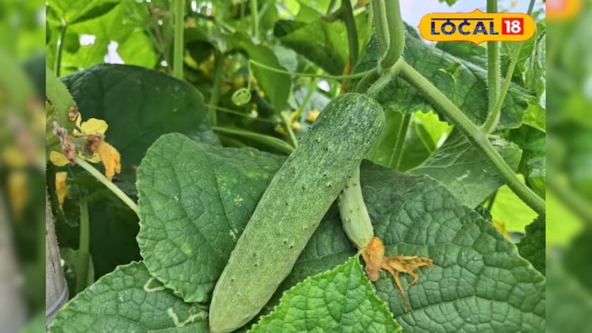 खीरे की अगेती खेती बनी मुनाफे का सौदा, दो महीने में तुड़ाई शुरू, किसान की बढ़ी आमदनी