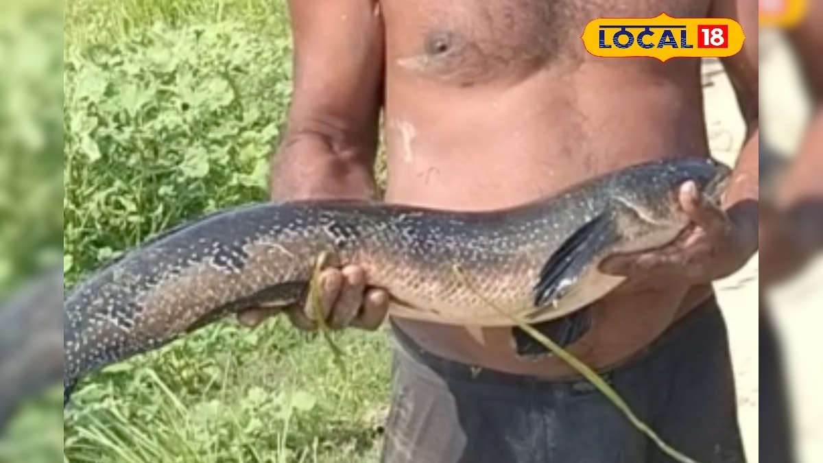 पानी में सांड जैसी ताकत, एक नहीं तीन-चार मल्लाहों को पिलाती है पानी, स्वाद में लाजवाब है मछली, नाम है…