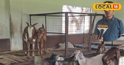 बकरी पालन से डबल मुनाफा! ब्लैक बंगाल नस्ल बनी कमाई का 'हिट फॉर्मूला'.