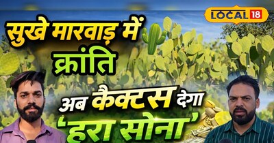 पाली में कांटे रहित कैक्टस की खेती