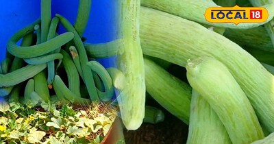 भरतपुर में ककड़ी की खेती और डिमांड