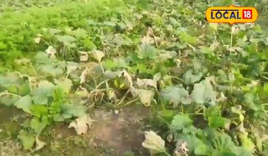 सब्जियों की खेती फाइल फोटो