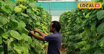 किसान खीरे की खेती कर लाखों रुपए कमा रहे 