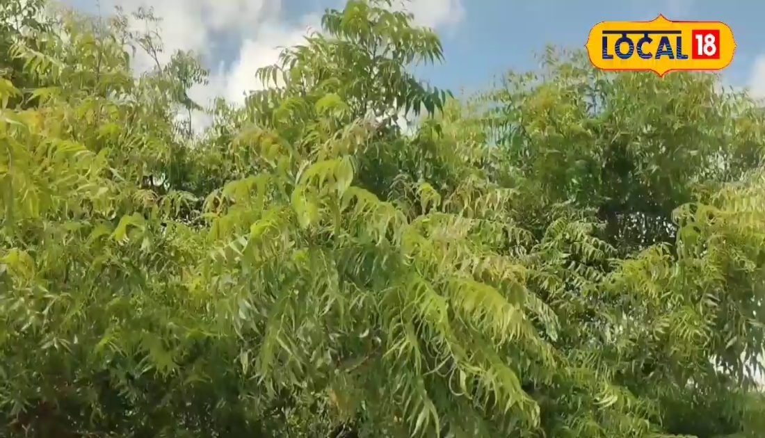 पेड़ है कि औषधियों का भंडार…जड़ से पत्ती तक में है सैकड़ों बीमारियों का इलाज