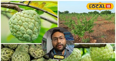 छत्तीसगढ़ में सीताफल की खेती