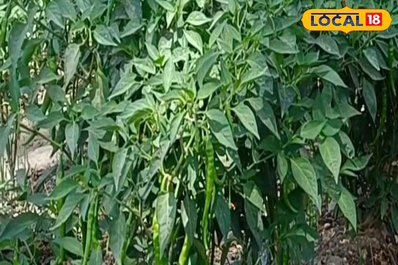 Moradabad news, hindi news, local news, up news, मुरादाबाद समाचार, हिंदी समाचार, लोकल समाचार, यूपी समाचार।