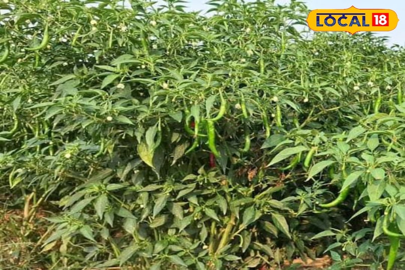 Moradabad news, hindi news, local news, up news, मुरादाबाद समाचार, हिंदी समाचार, लोकल समाचार, यूपी समाचार।