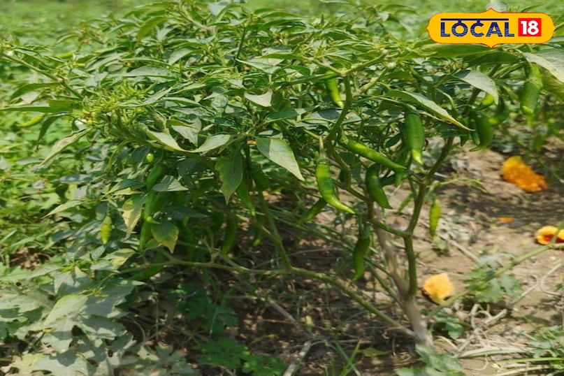 Moradabad news, hindi news, local news, up news, मुरादाबाद समाचार, हिंदी समाचार, लोकल समाचार, यूपी समाचार।