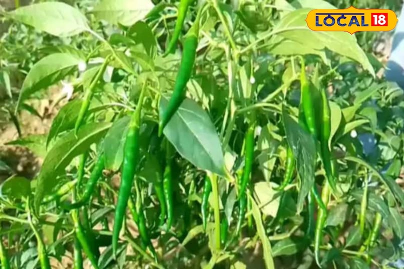 Moradabad news, hindi news, local news, up news, मुरादाबाद समाचार, हिंदी समाचार, लोकल समाचार, यूपी समाचार।