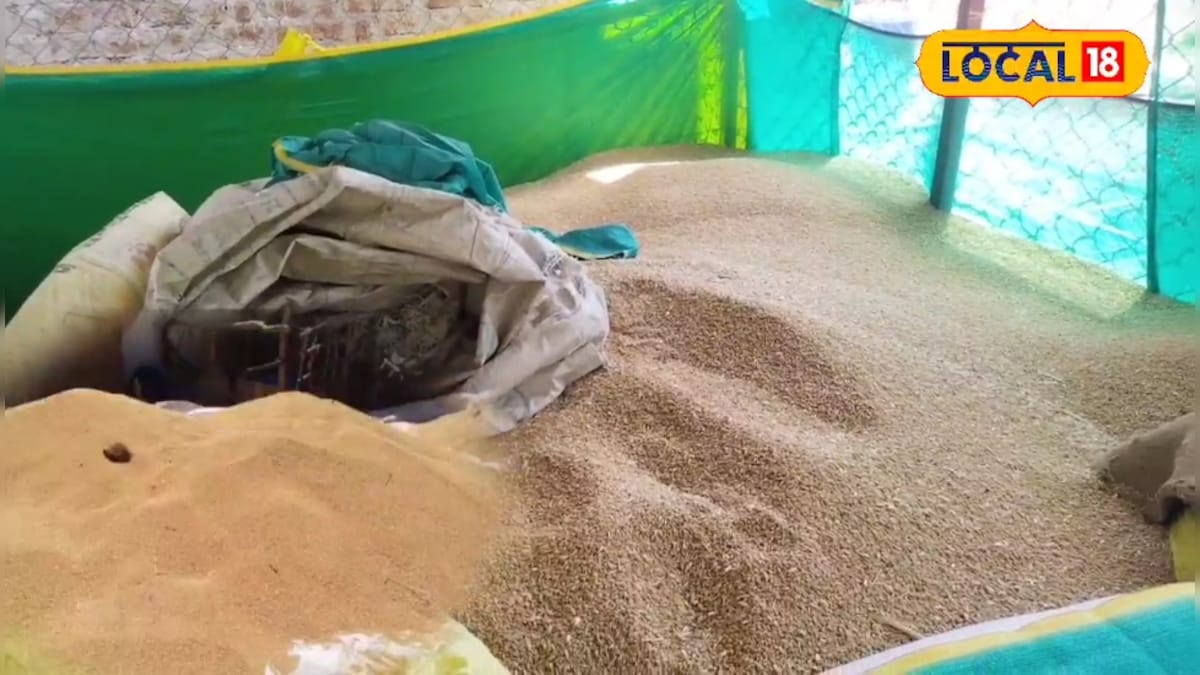 गेहूं स्टोर करने का ये तरीका क्या आप जानते हैं? बिना खर्च 4 महीने तक नहीं लगेगा एक भी घुन