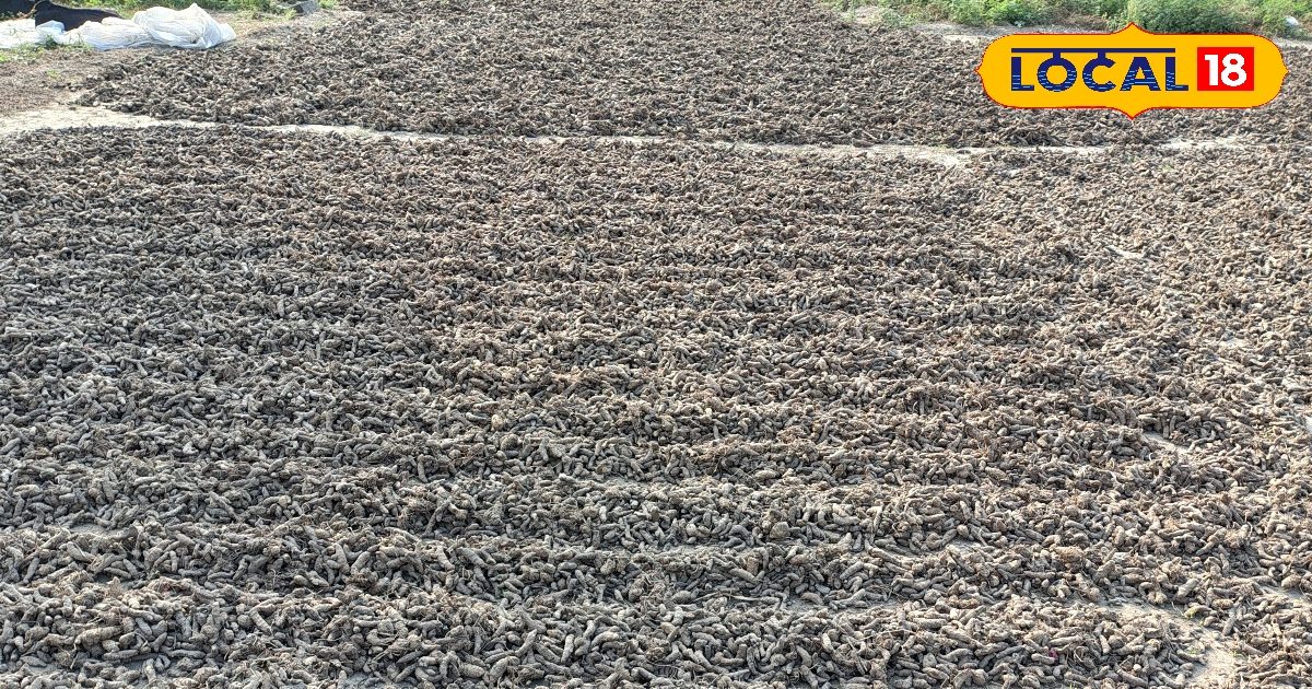 कौन सी हल्दी है बेहतर देसी या हीरोठ? दोनों में क्या है विशेष अंतर? एक है गैस का रामबाण इलाज!