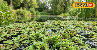 अजोला: दुधारू पशु, पोल्ट्री, मछली पालन के लिए अमृत, पोषण का खजाना