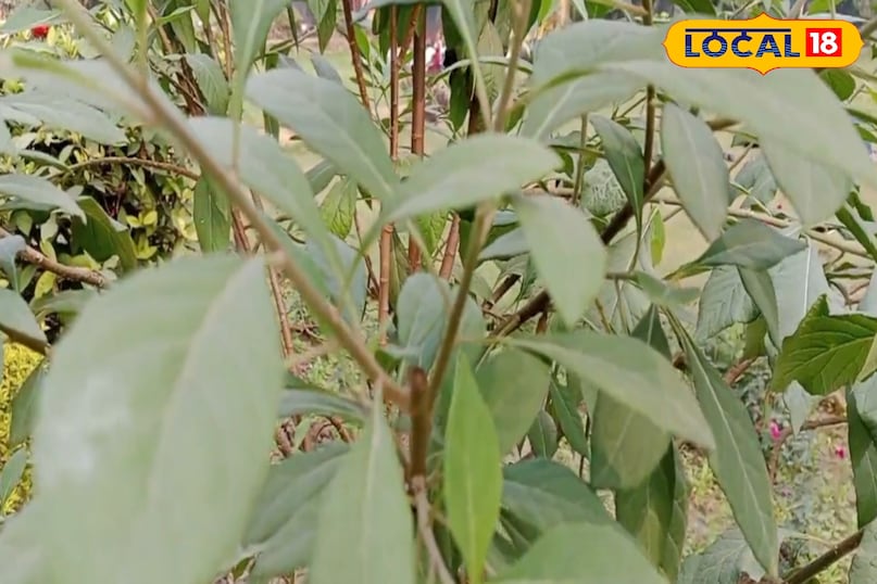 नाम के अनुसार 