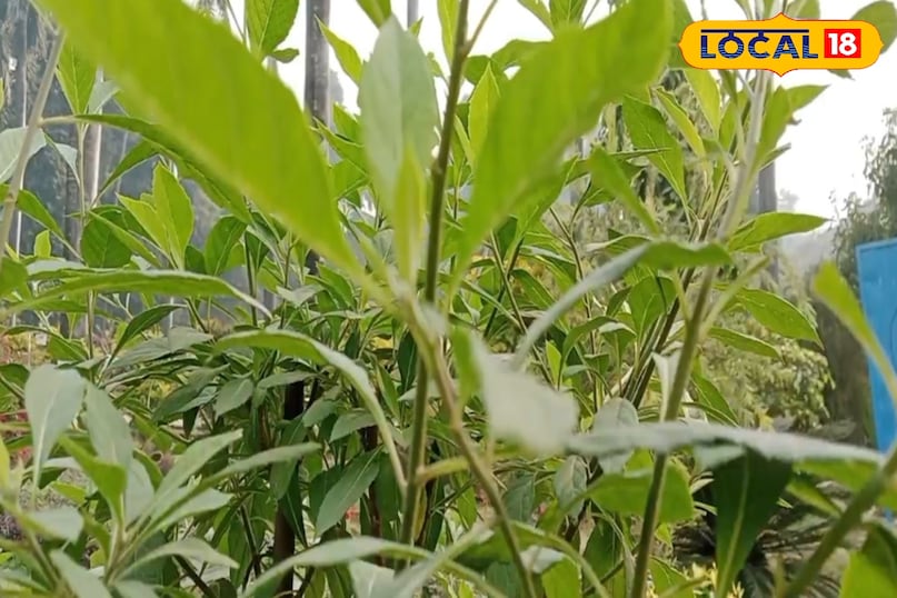 खराब कोलेस्ट्रॉल